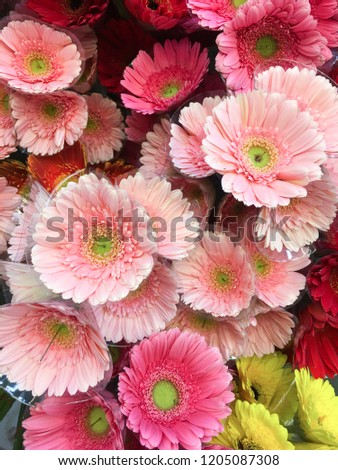 Closeup of many colorful gerbera flowers
