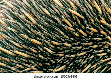 Closeup Of Many Echidna Spines, Also Known As A Spiny Anteater.