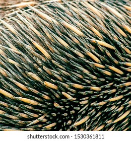 Closeup Of Many Echidna Spines, Also Known As A Spiny Anteater.