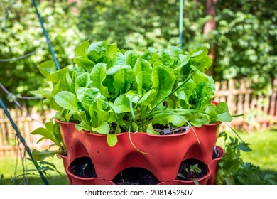 Closeup Of Many Edible Heirloom Lettuce Plants And Green Onions Growing In Garden Container In Summer With Backyard In Background