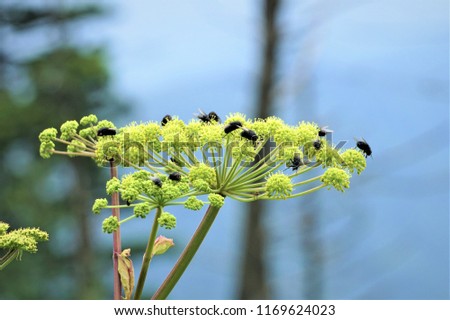 Closeup of many house flies sitting on the wild parsnip (Pastinaca saliva L.) on the background of the foggy sky and mountain, Summer in NC USA. Stock fotó © 