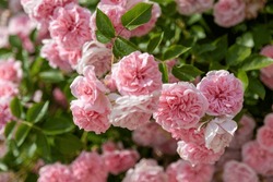 Close-up Of Many Pink Roses In Full Bloom With Green Leaves
