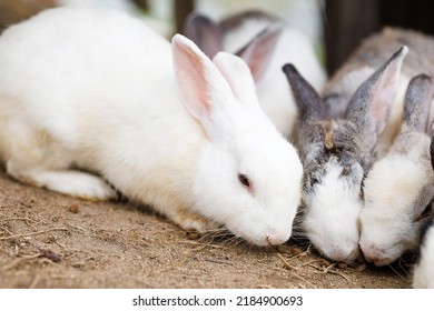 Close-up Of Many Rabbits Outdoors.