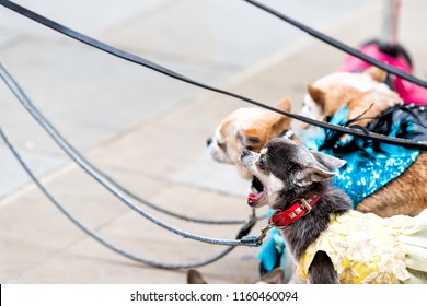 Closeup Of Many Small Chihuahua Dogs On Leash, Funny Yawning Open Mouth Standing Waiting By Dog Walker On London Street