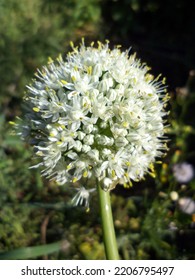  Close-up - Many Small White Open And Unopened Buds On A Flowering Onion.                              