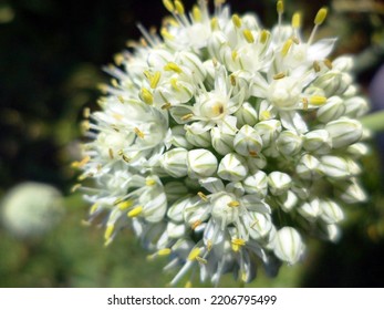  Close-up - Many Small White Open And Unopened Buds On A Flowering Onion.                              