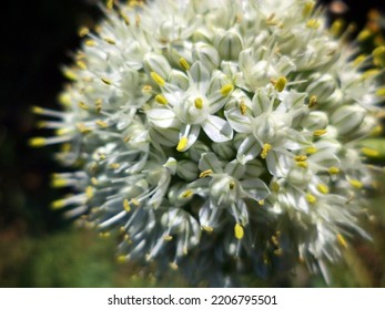  Close-up - Many Small White Open And Unopened Buds On A Flowering Onion.                              