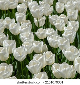 Close-up of many white tulips