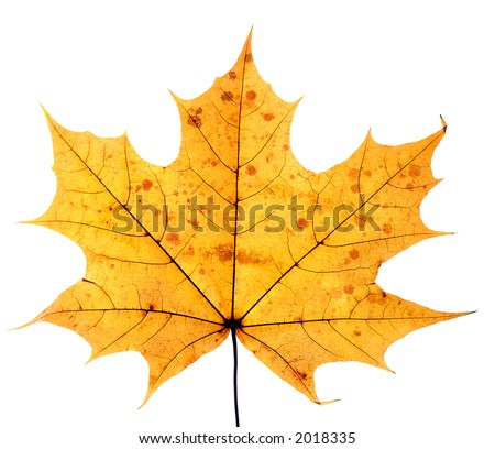 closeup of maple leaf