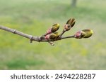 Close-up of maple tree buds in spring