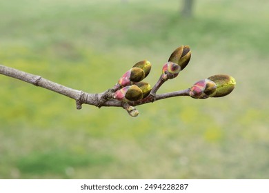 Close-up of maple tree buds in spring - Powered by Shutterstock