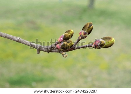 Close-up of maple tree buds in spring
