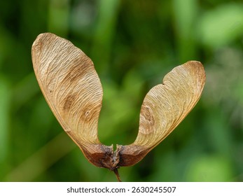 Close-Up of a Maple Tree Seed (Samara) on a Natural Green Backgr
