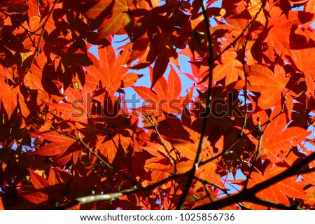 Close-up of  mapletree