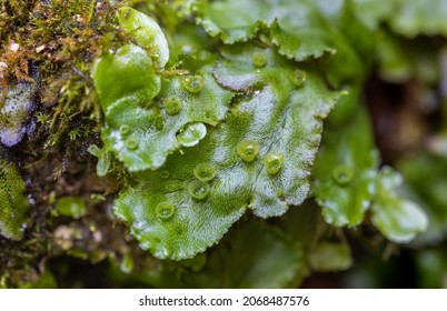 https://www.shutterstock.com/image-photo/close-marchantia-species-genus-liverworts-moss-2068487576
