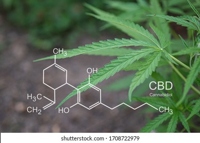 Close-up of marijuana plant growing at outdoor cannabis farm. Texture of marijuana leaves with the image of the formula CBD (cannabidiol). Concept of cannabis plantation for medical.