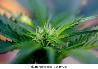 close-up marijuana plant for medical need