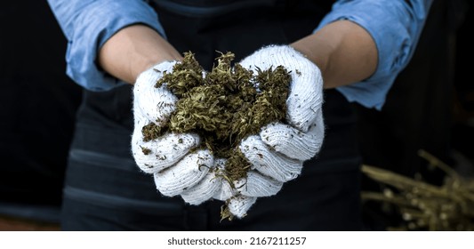 Closeup Marijuana Worker Hands With Gloves Holding Dried Cannabis Flowers After Harvesting In Cannabis Commercial Agricultural Field, Mature Dried Hemp Flowers Herbal Alternative In Researcher Hands 