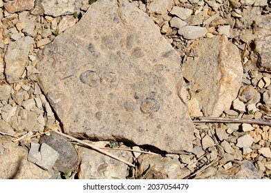 Closeup Of Marine Fossils On A Sunlit Rock Surrounded By Smaller Rocks And Pebbles