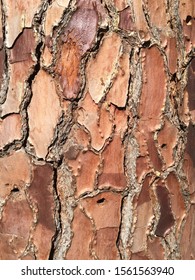 Closeup Of Maritime Pine Bark