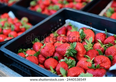 A close-up at a market fruit stall features strawberries, known for their rich vitamin C content and versatility in various dishes like cakes, ice creams, and jams.