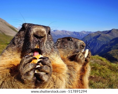 Closeup of marmots eating a food in Alps. Marmot is a mammal living in mountains