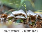 close-up of marsh plants, grass, moss, lichen, forest and marsh vegetation, rainy and cloudy autumn day,