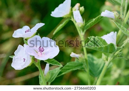 Closeup of marsh-mallow in bloom with blurred background