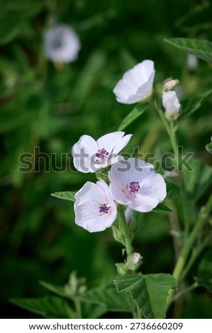 Closeup of marsh-mallow in bloom with blurred background