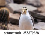 A closeup of a masked lapwing, Vanellus miles.