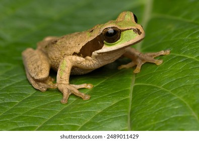 Close-up of a masked tree frog (Smilisca phaeota), Costa Rica