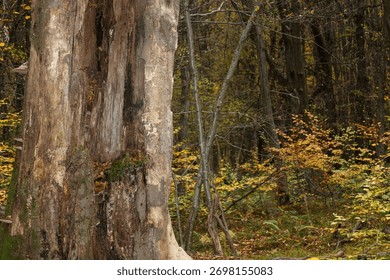 A close-up of a massive, cracked dead tree trunk in the foreground, contrasting with the depth of the autumn forest. The background, covered with golden-yellow shrubs, emphasizes the texture and monum