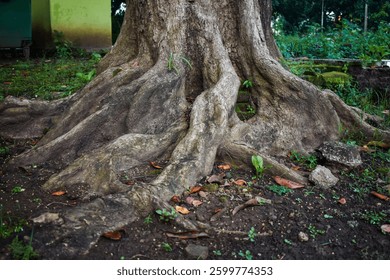 Close-up of massive tree roots intertwining with the earth, showcasing the raw beauty of nature and the strength of time.