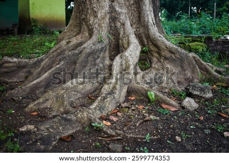 Close-up of massive tree roots intertwining with the earth, showcasing the raw beauty of nature and the strength of time.