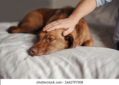 Closeup Of Master Owner Hand Palm Petting Stroking A Dog. Sad Old Young Red-haired Pet Lying On Bed At Home. Portrait Of Cute Adorable Domestic Animal. 