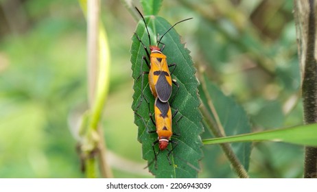 Close-up Mating Animal On Leaf Green