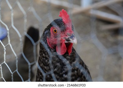 Closeup Of Mature Cuckoo Maran Hen Outdoors