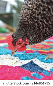 Closeup Of Mature Cuckoo Maran Hen Outdoors