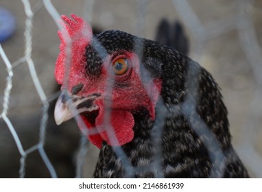 Closeup Of Mature Cuckoo Maran Hen Outdoors