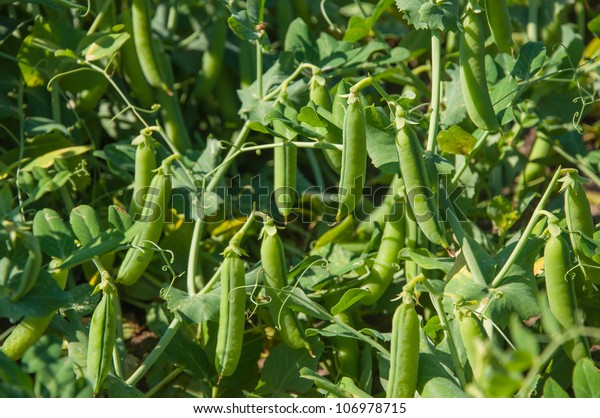 Closeup Mature Pods Garden Peas Just Stock Photo (Edit Now) 106978715