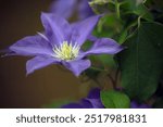 Closeup of a mature single flower of Clematis 