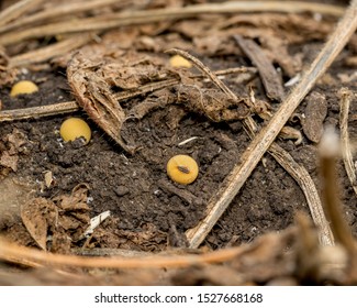 Closeup Of Mature Soybean Seed Laying Among Golden Brown Plant Stems, Pods, And Stubble Trash In Bean Field After Harvest Of Crop 