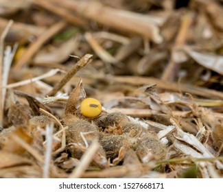 Closeup Of Mature Soybean Seed Laying Among Golden Brown Plant Stems, Pods, And Stubble Trash In Bean Field After Harvest Of Crop 