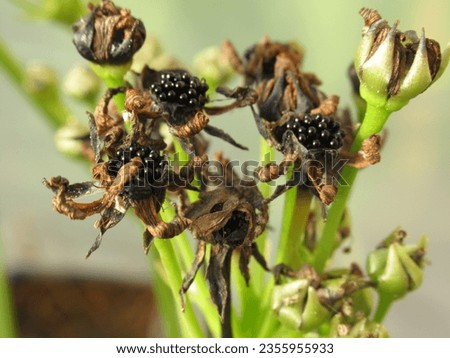 Close-up of a mature Venus flytrap seed pod. Capturing the intricate beauty of nature's design, showcasing the unique elegance of Dionaea muscipula