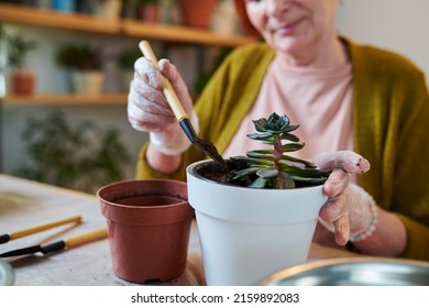 Close-up Of Mature Woman Using Spade To Plant Green Plant In Bigger Pot During Her Leisure Time At Home