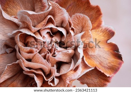 Closeup of mauve carnation flower.
