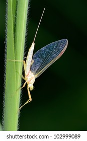 Closeup Of Mayfly (Ephemeroptera) On Leaf - Profile