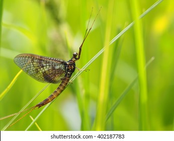 Closeup Of Mayfly (Ephemeroptera) On Leaf