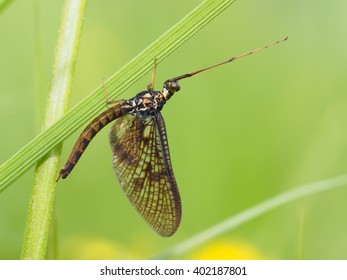 Closeup Of Mayfly (Ephemeroptera) On Leaf