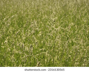 closeup of a Meadow with high grasses flowering. Photogaphed toward the sun. 